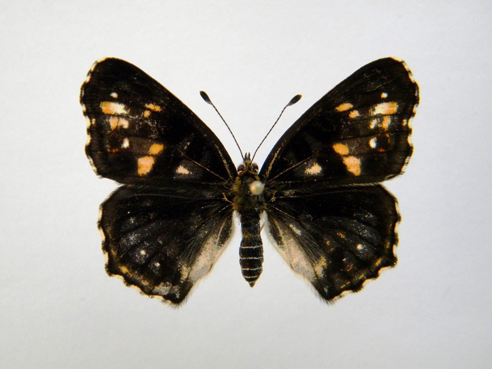 Araschnia levana (Cold Shock Aberant) 3 (Internet Image property of respective owner, non-commercial use only)